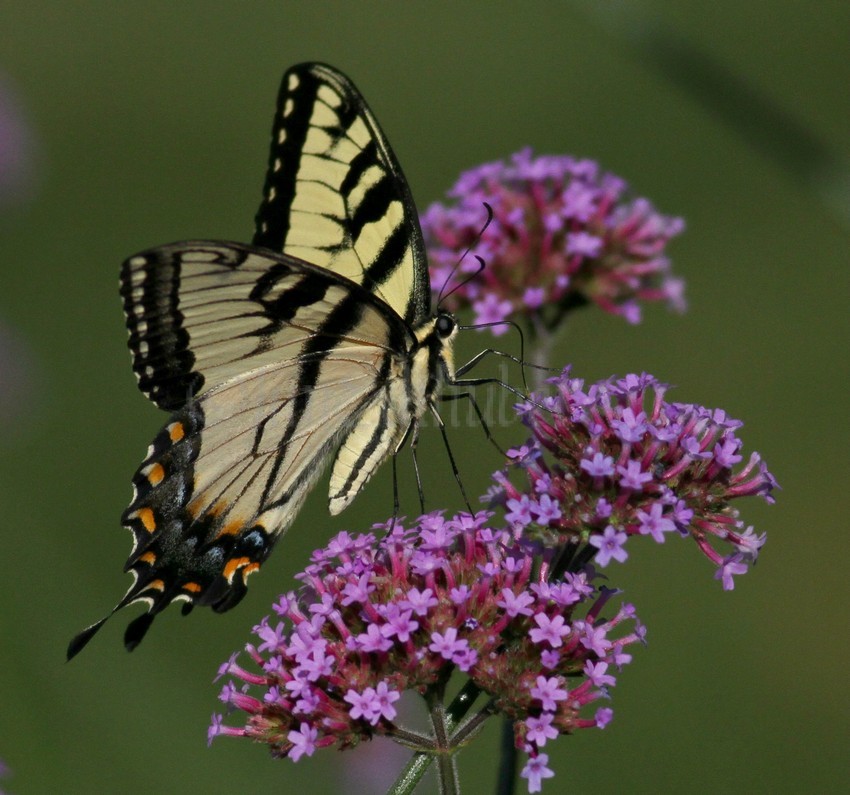 Eastern Tiger Swallowtail Butterfly on Purpletop Vervain, verbena bonariensi