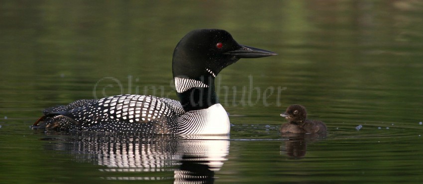 Common Loon with a chick