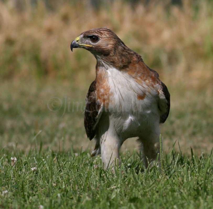 Red-tailed Hawk holding down a snake