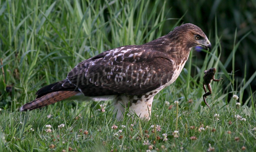 Red-tailed Hawk with frog