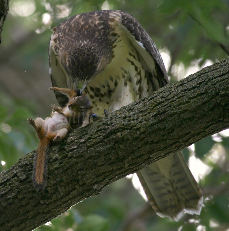 Red-tailed Hawk with chipmunk