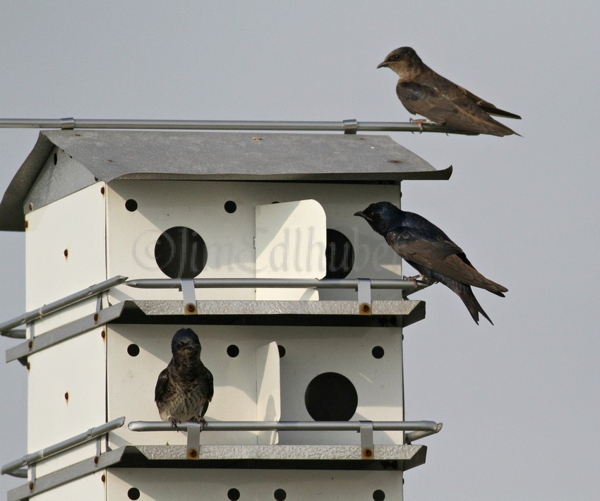 Purple Martin, adults male and female with young?