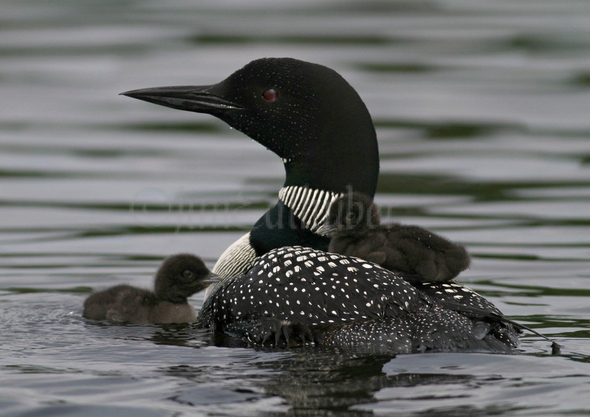 Common Loon with 2 chicks