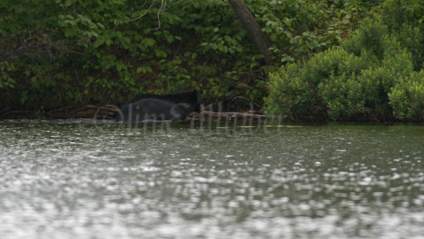 Black Bear reaching the other shore after a long swim across the channel