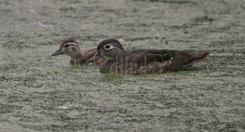 Wood Ducks, adult with young