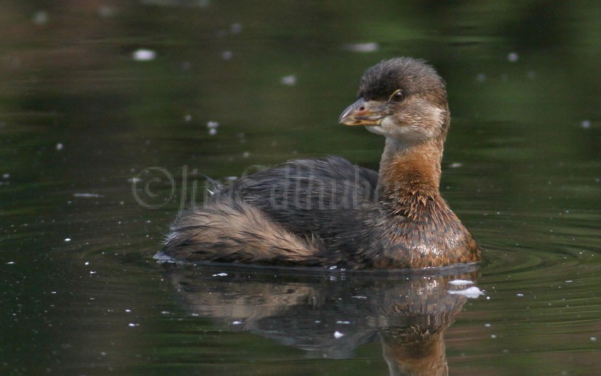 Pied-billed Grebe, adult