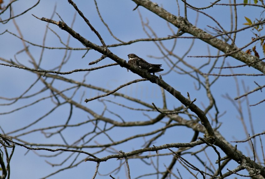 Common Nighthawk from a distance