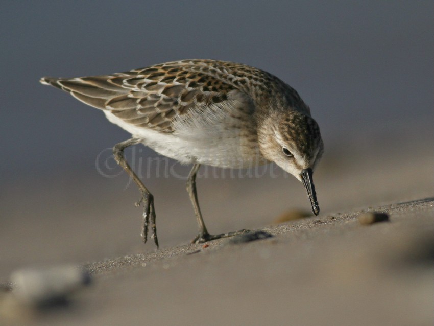 Least Sandpiper getting the food
