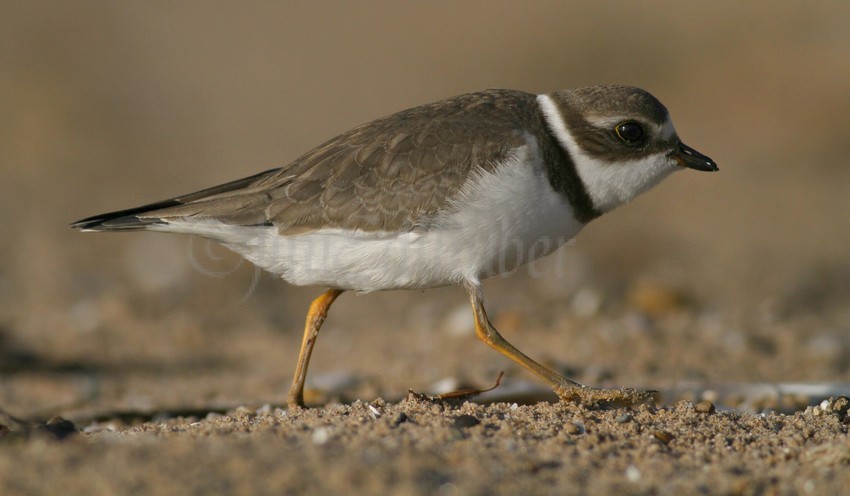 Semipalmated Plover on the move!