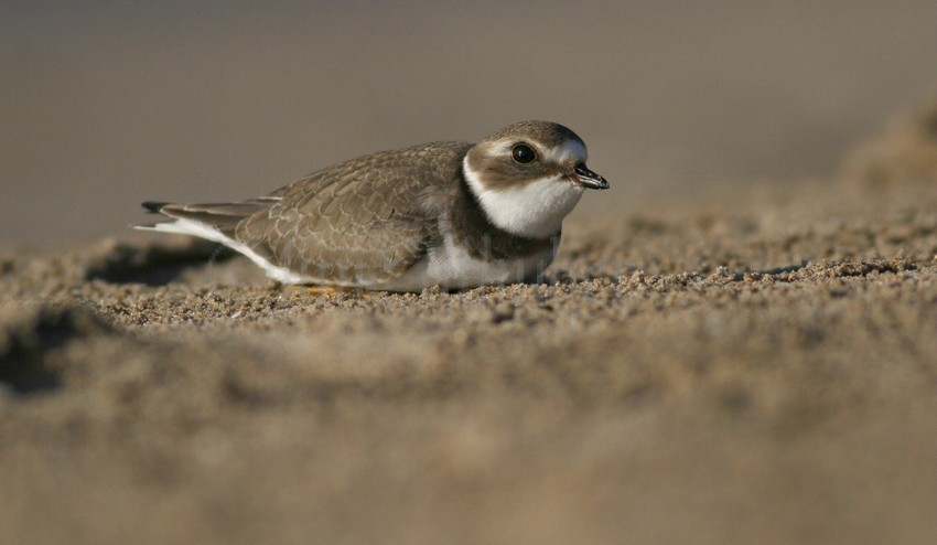 Semipalmated Plover hunkered down as a hawk, falcon etc must be in the area.