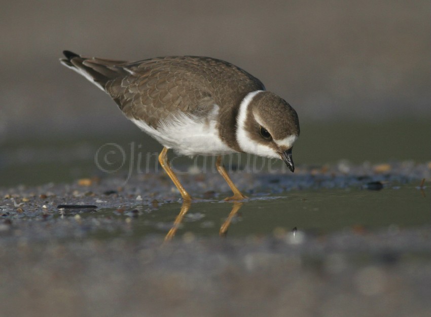 Semipalmated Plover eyeing up the food