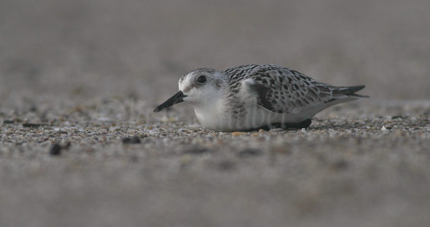 Sanderling hunkered down as a hawk, falcon etc must be in the area.