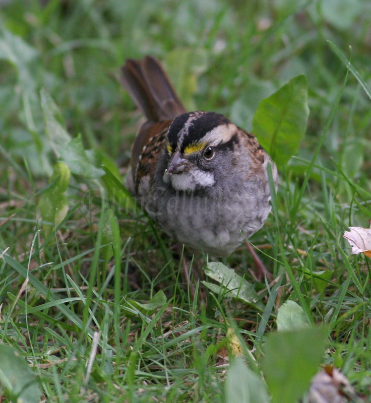 White-throated Sparrow eating seeds
