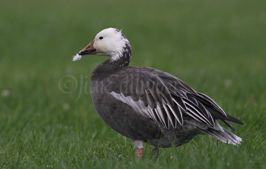 Blue Morph Snow Goose with a feather