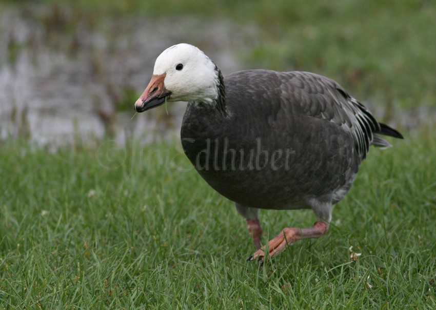 Blue Morph Snow Goose with grass in the bill
