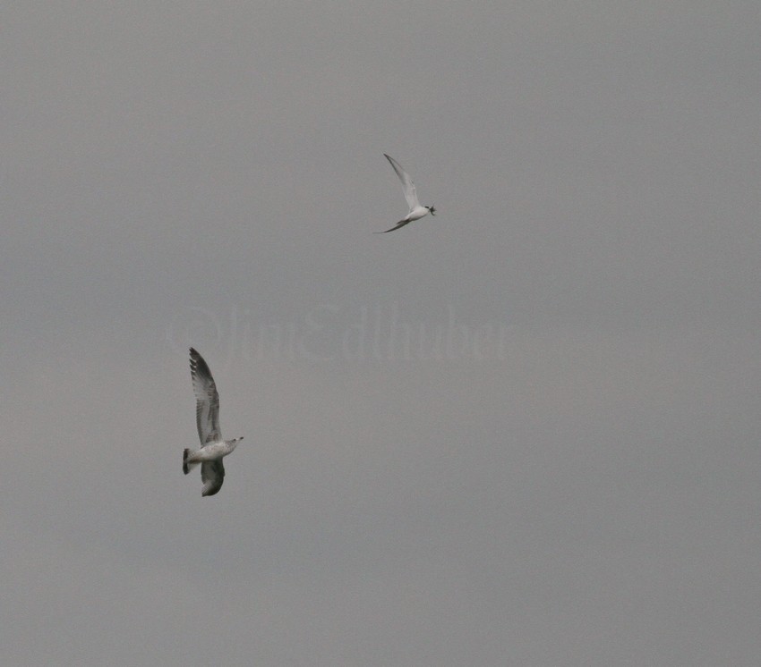 Ring-billed Gull chasing the Forster's Tern