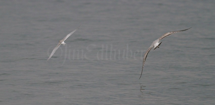 Ring-billed Gull chasing the Forster's Tern