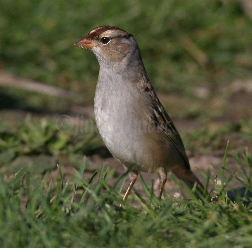 White-crowned Sparrow, 1st winter, being alert and standing tall something alarmed it 