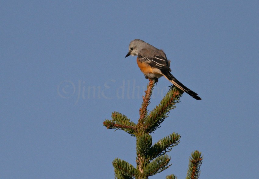 Here it was a little agitated as some Dark-eyed Juncos had just enter the tree below the bird 