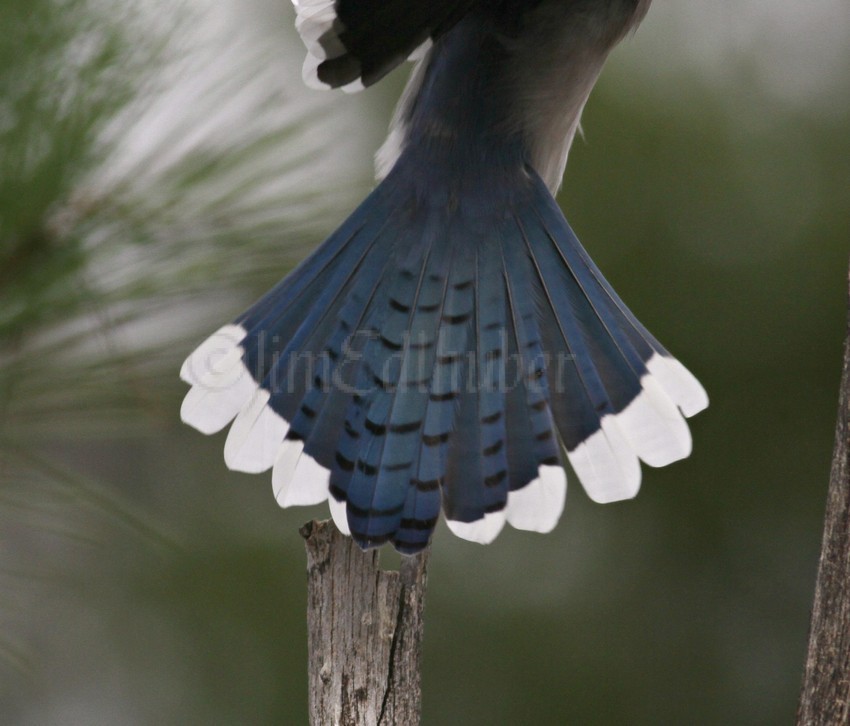 Blue Jay tail spread