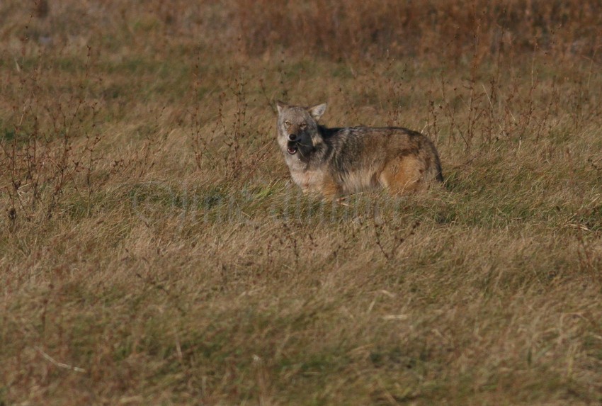 Coyote eating the vole