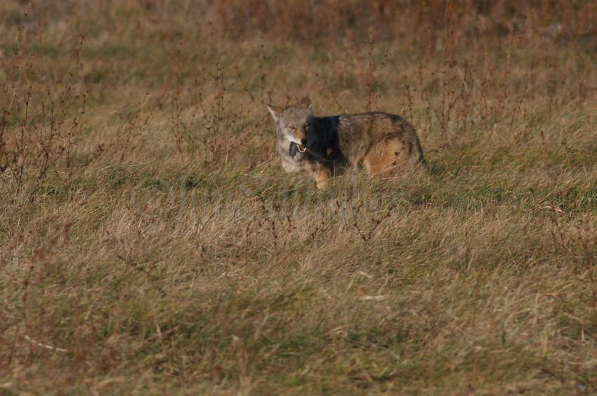 Coyote eating the vole
