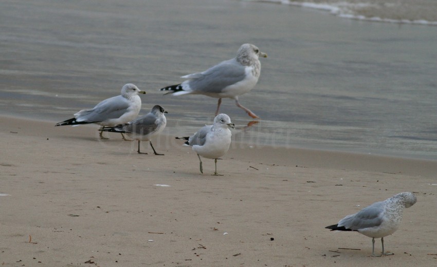 Franklin's Gull with 2 Ring-billed Gull and Herring Gull