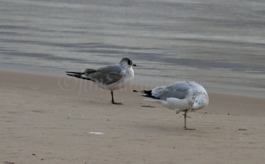 Franklin's Gull with a Ring-billed Gull