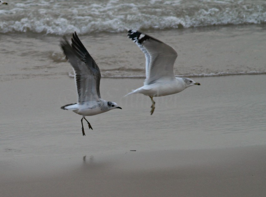 Franklin's Gull with a Ring-billed Gull being flushed