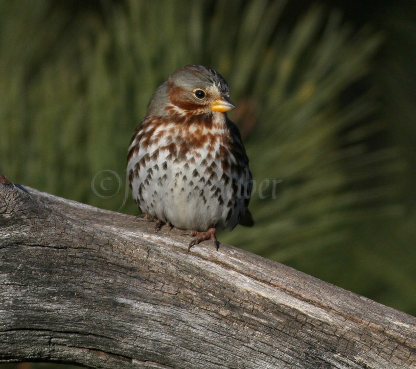 Fox Sparrow made a stop. Typically I bird I usually see on the ground feeding.