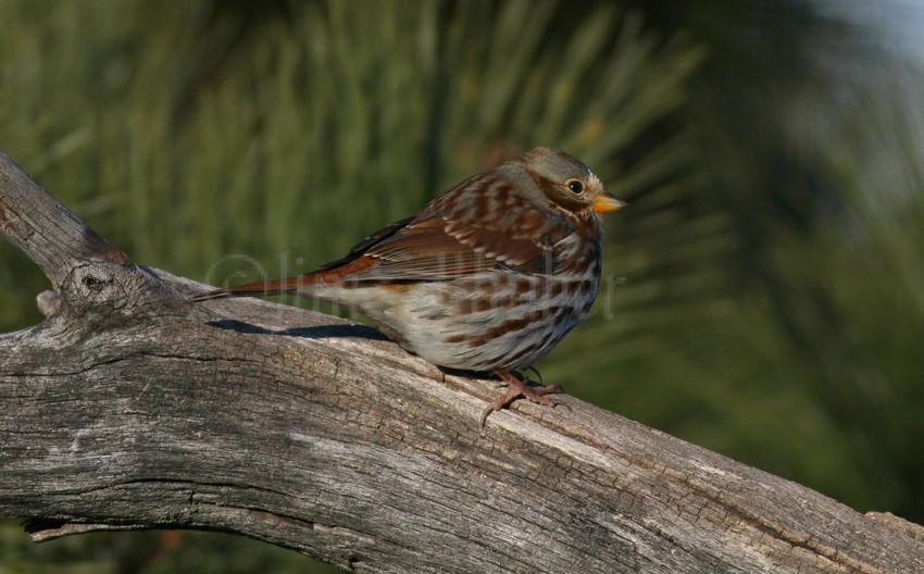 Fox Sparrow, back view