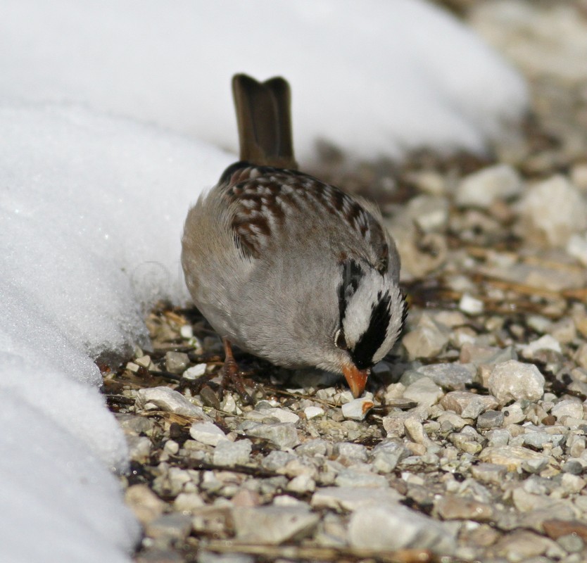 White-crowned Sparrow, male getting that seed!
