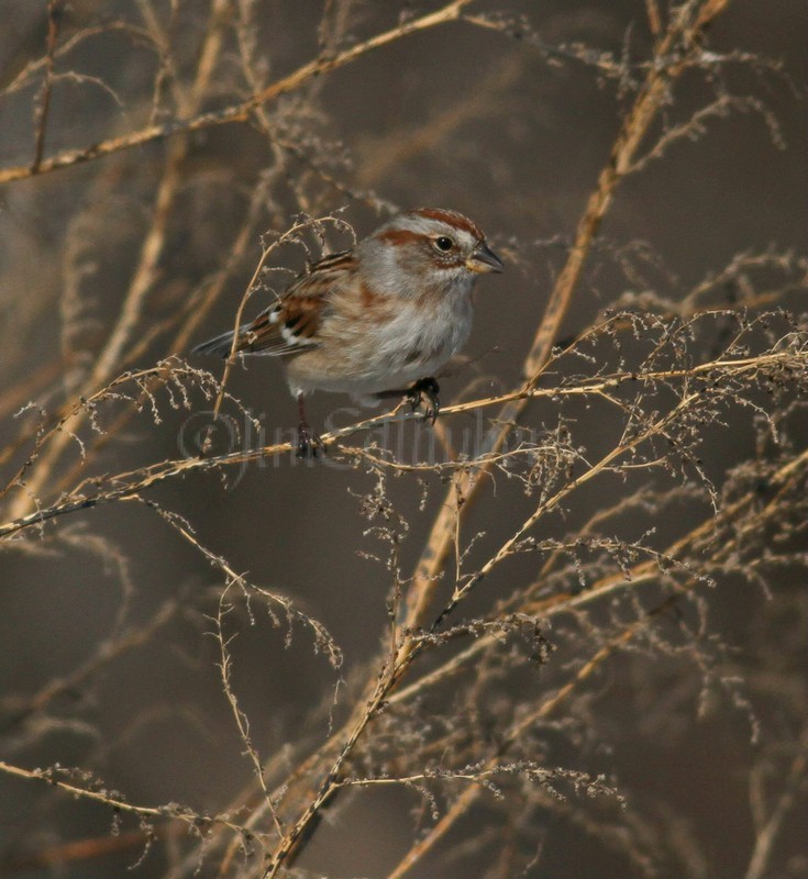 American Tree Sparrow picking and eating weed seeds