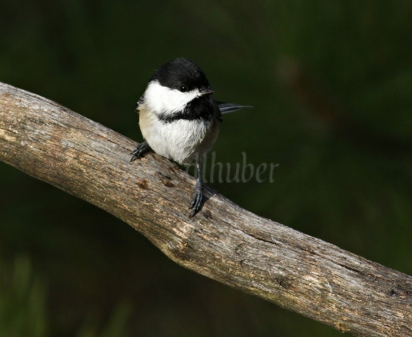 Black-capped Chickadee just out of the water