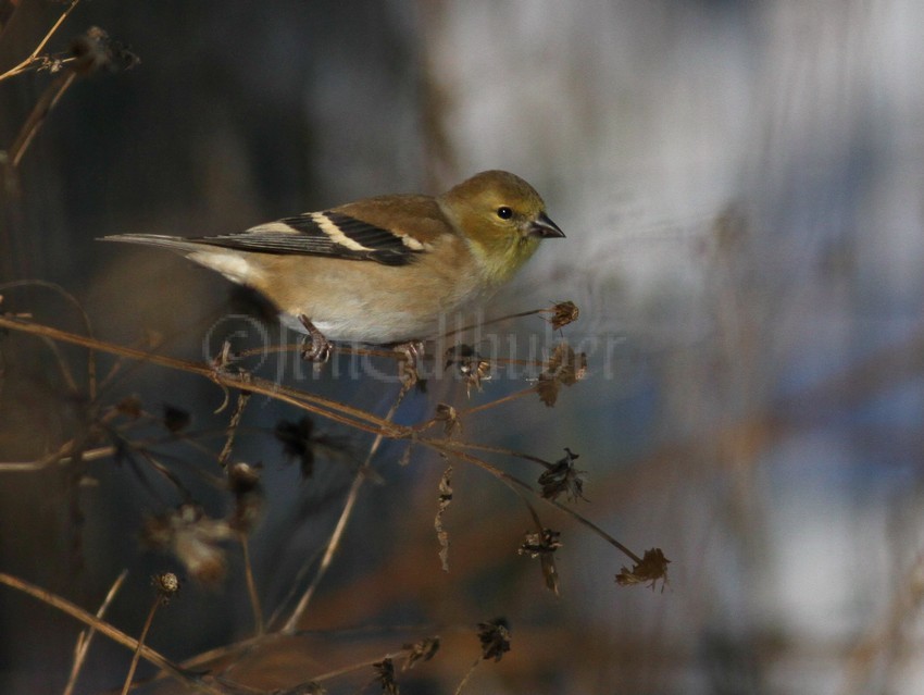 American Goldfinch picking and eating seeds