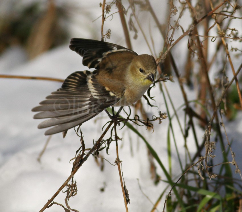 American Goldfinch at takeoff
