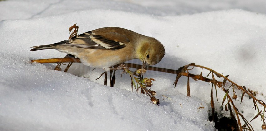 American Goldfinch picking and eating seeds