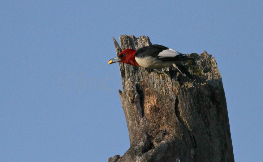 Red-headed Woodpecker with a piece of acorn after splitting one up in the top of this dead oak tree.