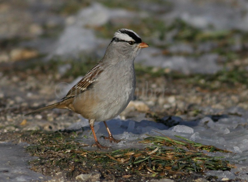 White-crowned Sparrow on alert!