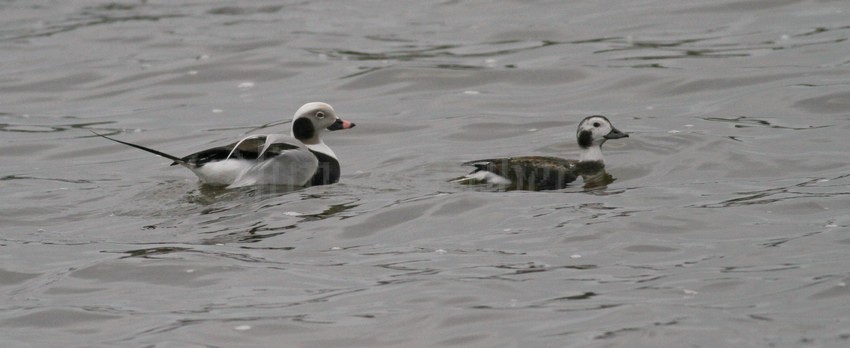 Long-tailed Duck, adult male left - Long-tailed Duck, adult female right
