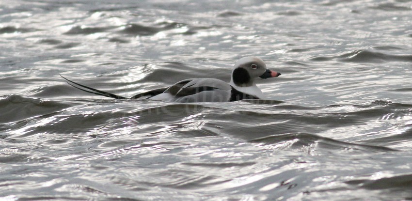 Long-tailed Duck, adult male