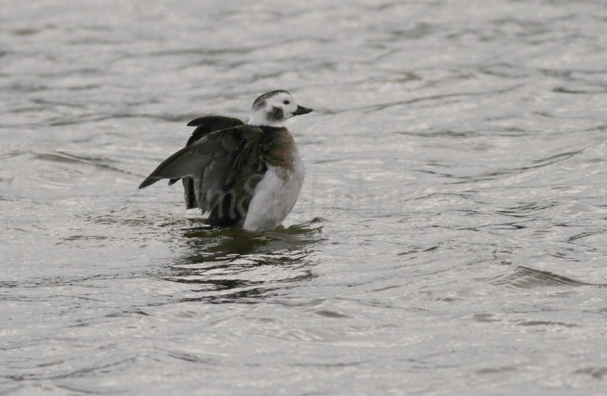 Long-tailed Duck, adult female stretching