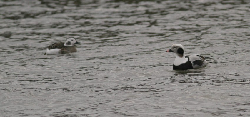 Long-tailed Duck, adult female left - Long-tailed Duck, adult male right