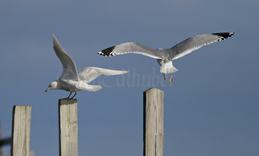Kumlien's Iceland Gull left, Ring-billed Gull right