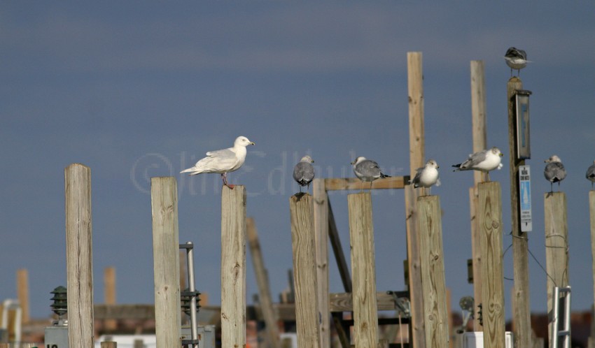 Kumlien's Iceland Gull left, Ring-billed Gulls, 3 right