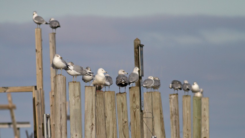 Kumlien's Iceland Gullhanging out with Ring-billed Gulls, 6th from the left