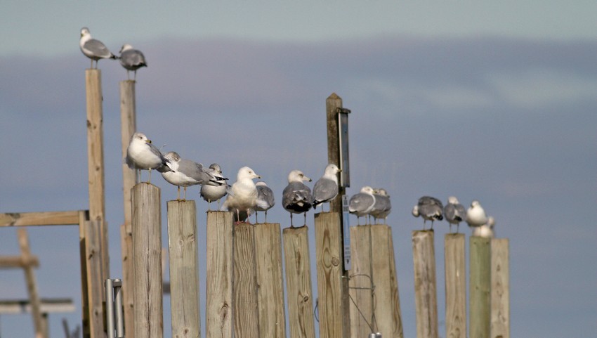 Kumlien's Iceland Gullhanging out with Ring-billed Gulls, 6th from the left
