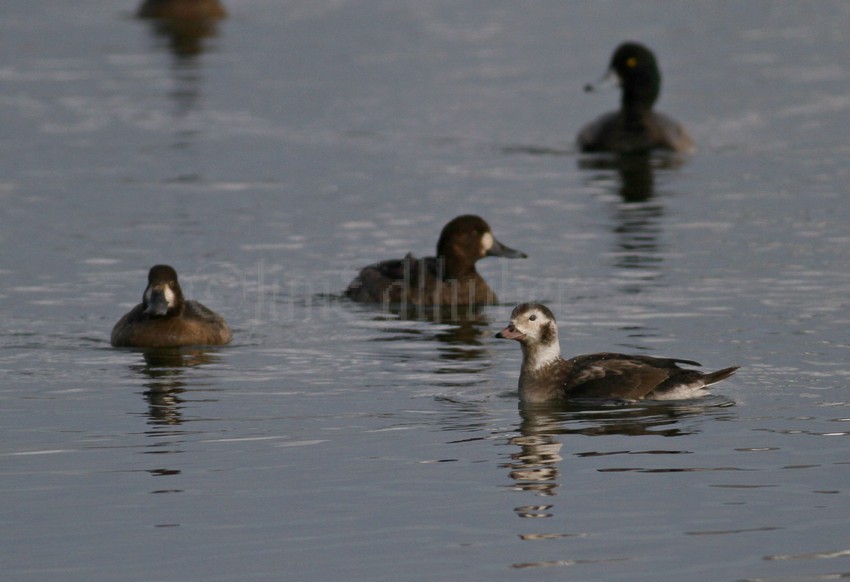 Something startles the Long-tailed Duck! 