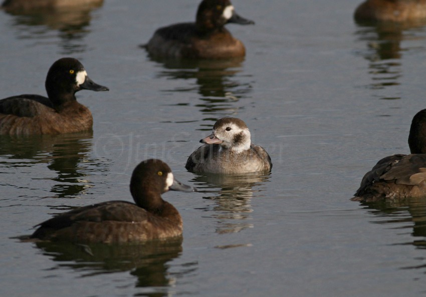 Long-tailed Duck, female just hanging out with the scaups