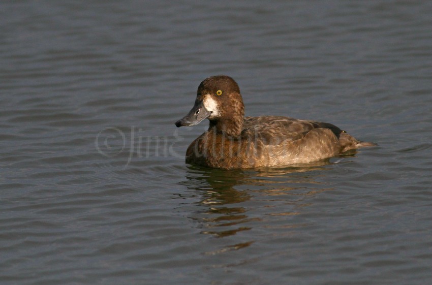 Greater Scaup, female adult